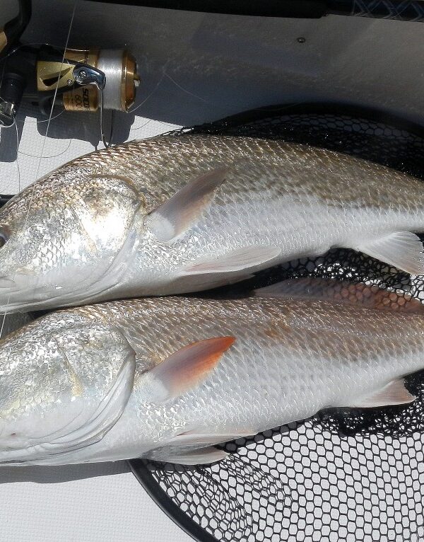 Last-Local-Guide-Service-Panama-City-Beach-Redfish-Beckett3